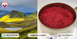 saffron price in scotland